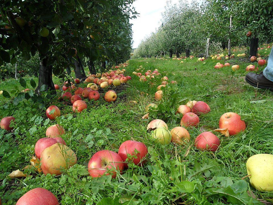 Belkin Family Lookout Farm orchard rows in South Natick, MA