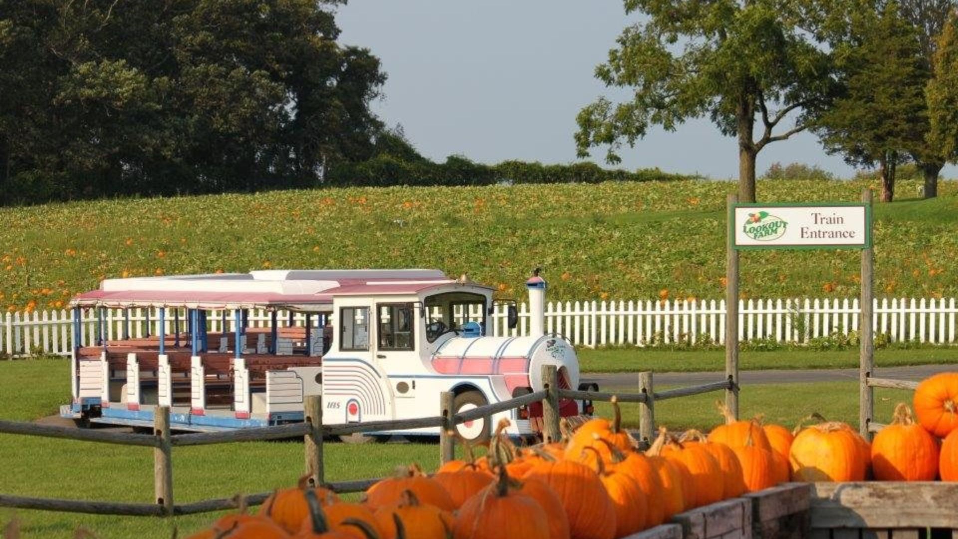 Toddler holding a small pumpkin at a local farm